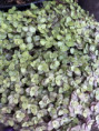 /products/kalisie-plaziva-callisia-repens-sazenice/
