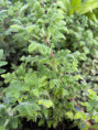 /products/chripkovnik-migrenovnik-ibozea-species-sazenice/