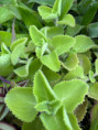 /products/rymovnik-mexicky-plectranthus-sazenice/